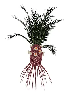 Cycad: Cycadeoidea prehistoric plant