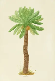 Cycad: Cycas angulata, cycad