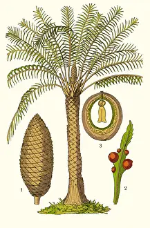 Botanic: Cycas circinalis, Illustration