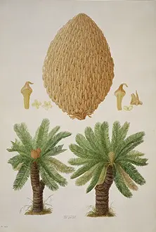 Cycad: Cycas media, nut palm