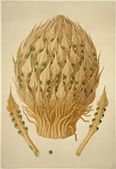 Cycad: Cycas media, nut palm