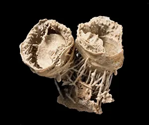 Brachiopod: Cyclacantharia, a fossil brachiopod