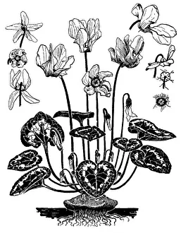 Lilley: Cyclamen