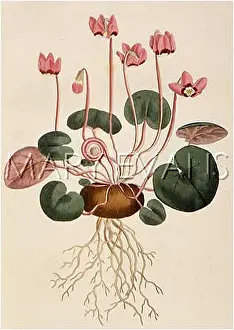 Cyclamen: Cyclamen Coum or Round Leaved Cyclamen