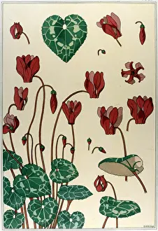 Application: Cyclamen by E Hervegh