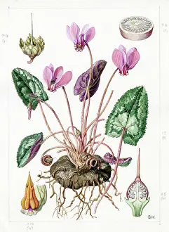 Gwen: Cyclamen europaeum - common cyclamen