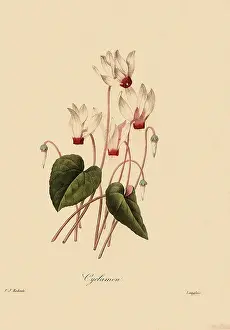 Cyclamen: Cyclamen persicum
