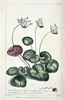 Cyclamen: Cyclamen persicum, Persian cyclamen