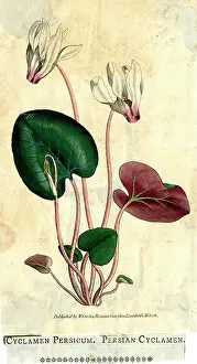 Delicate: Cyclamen Persicum, Persian Cyclamen