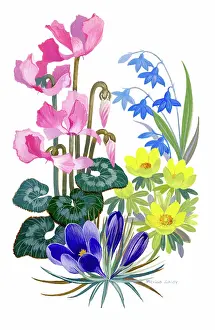 Crocuses: Cyclamen, scillas, aconites and crocuses