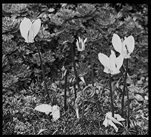 Malby: Cyclamen showing spiral seed stems