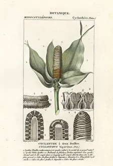 Scienze: Cyclanthus bipartitus