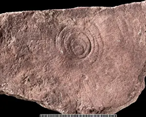 Precambrian: Cyclomedusa