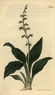 Neottia: Cyclopogon elatus orchid