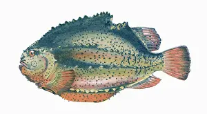 Lumpsucker: Cyclopterus lumpus, or Lumpfish