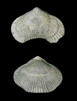Fortey: Cyclothyris difformis, brachiopod