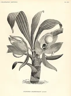Weathers: Cycnoches chlorochilon orchid