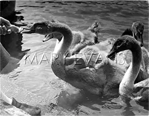 Cygnets: CYGNETS