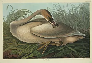 Trumpeter: Cygnus buccinator, trumpeter swan