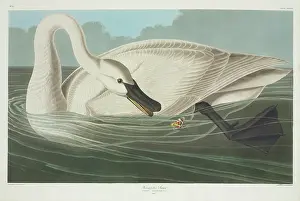 Trumpeter: Cygnus buccinator, trumpeter swan
