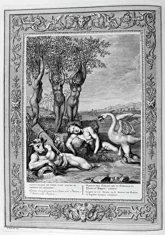 Represented: Cygnus changed into a swan. Engraved illustration