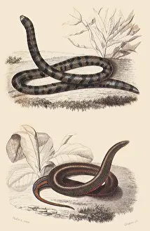 Reptilia: Cylinder Snake and Smooth-Bellied Snake