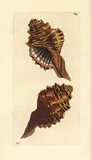 Conchology: Cymatium femorale