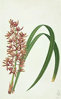 Orchidaceae: Cymbidium aloifolium, orchid