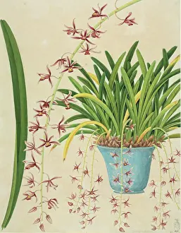 Trailing: Cymbidium aloifolium, orchid