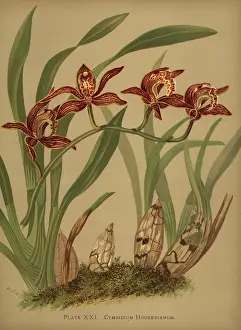 Cymbidium: Cymbidium hookerianum orchid