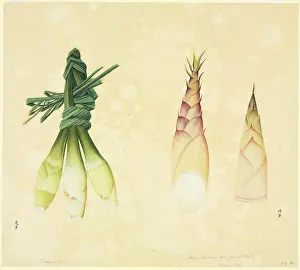 Sapindales: Cymbopogon citratus, lemon grass