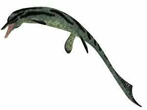 Ichthyosaur: Cymbospondylus, an early ichthyosaur from the Triassic ?