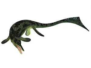 Ichthyosaur: Cymbospondylus ichthyosaur from the Triassic Period