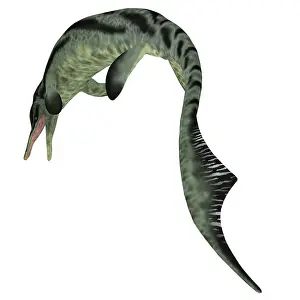 Ichthyosaur: Cymbospondylus ichthyosaur, white background