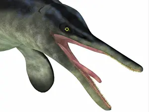 Ichthyosaur: Cymbospondylus portrait