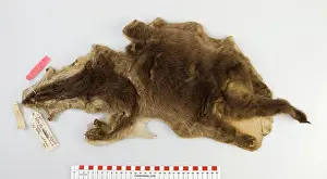 Mustelid: Cynogale lowei, lowe's otter civet