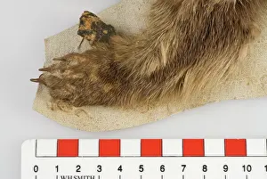 Mustelid: Cynogale lowei, lowe's otter civet