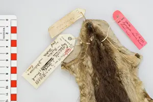 Mustelid: Cynogale lowei, lowe's otter civet