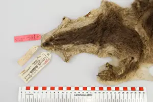 Mustelid: Cynogale lowei, lowe's otter civet