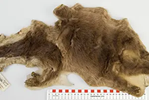 Mustelid: Cynogale lowei, lowe's otter civet