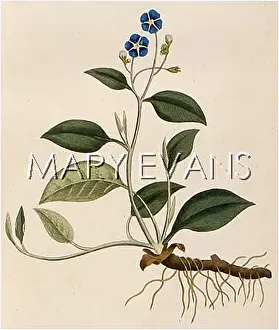 Navel: CYNOGLOSSUM OMPHALODES