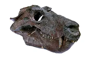 Theriodont: Cynognathus crateronotus