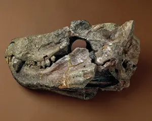 Theriodont: Cynognathus skull