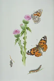 Cosmopolitan: Cynthia cardui, painted lady