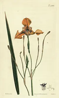 Samuel Curtis: Cypella herbertii