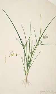 Fleming: Cyperus sp. sedge