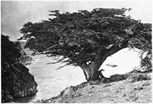 Lobos: Cypress - Point Lobos - Nature