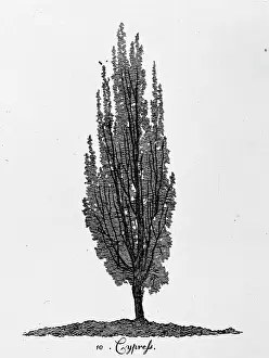 Cypress: Cypress tree