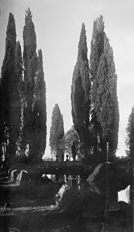 Viewed: Cypress trees in an Italian garden