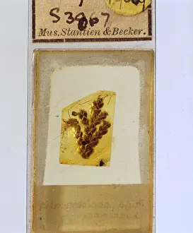 Cypress: Cypress twig in Baltic amber